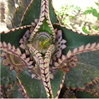 Kalanchoe daigremontiana - 1Ud. - Maceta de 17cm